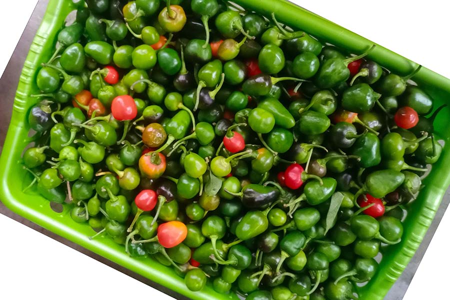 अकबरे खुर्सानीको भाउ घट्यो