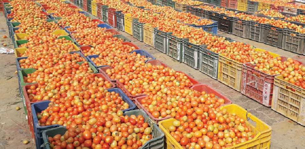 गोलभेँडाको भाउ बढ्यो, होलसेलमै किलोको १२०