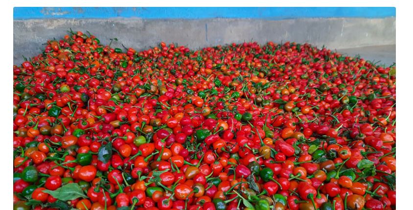 अकबरे खुर्सानीको भाउ घट्यो